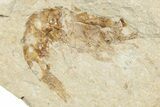 Cretaceous Fossil Fish (Scombroclupea) - Lebanon #251392-2
